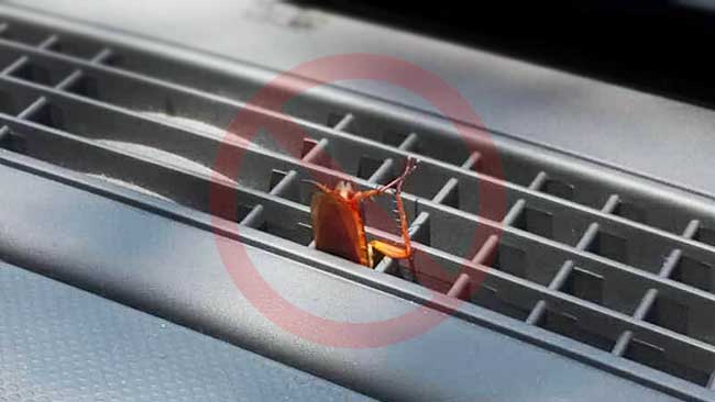 How To Get Roaches Out Of Car (Useful Tips)